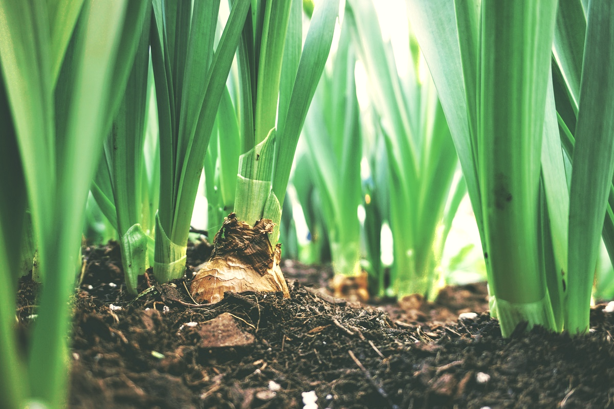 garden bulbs