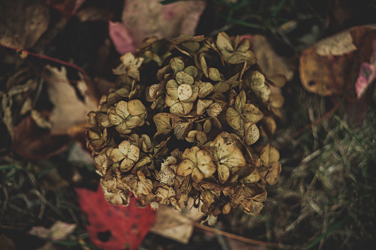 garden dried flowers