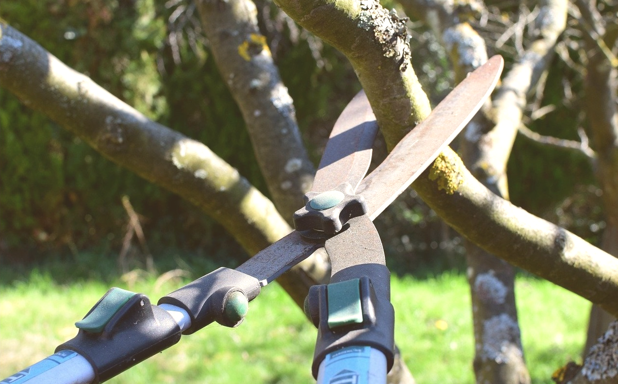 garden pruning