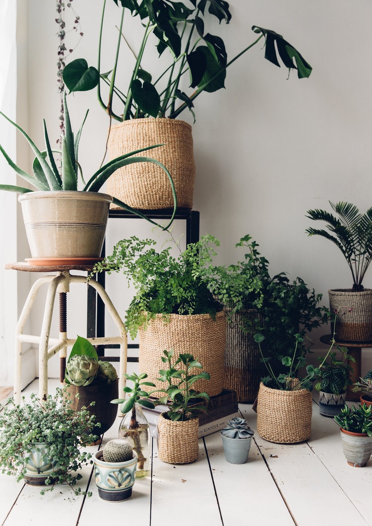 plants in baskets